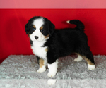 Small Photo #43 Bernese Mountain Dog Puppy For Sale in MILLERSBURG, IN, USA