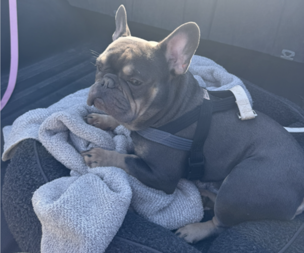 Medium Photo #1 French Bulldog Puppy For Sale in KALISPELL, MT, USA