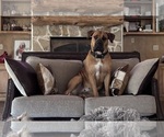 Small Photo #1 Boerboel Puppy For Sale in COMMERCE, TX, USA