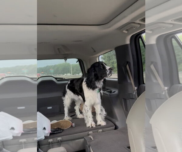 Medium Photo #3 English Springer Spaniel Puppy For Sale in Ball Ground, GA, USA