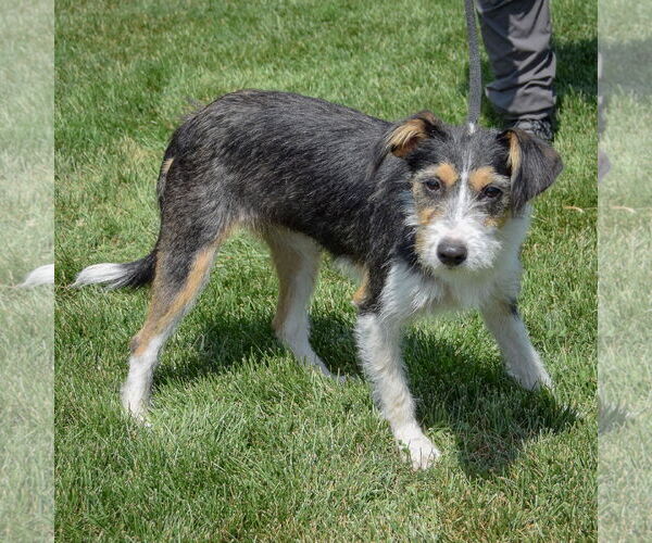 Medium Photo #3 Border Terrier-Unknown Mix Puppy For Sale in Huntley, IL, USA