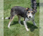 Small #2 Border Terrier Mix
