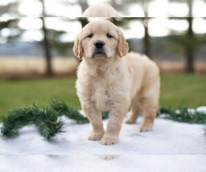 Golden Retriever Puppy for sale in FRESNO, OH, USA
