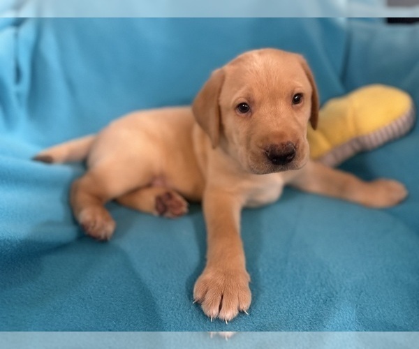 Medium Photo #4 Labrador Retriever Puppy For Sale in SPOTSYLVANIA, VA, USA