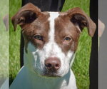 Small Lab-Pointer