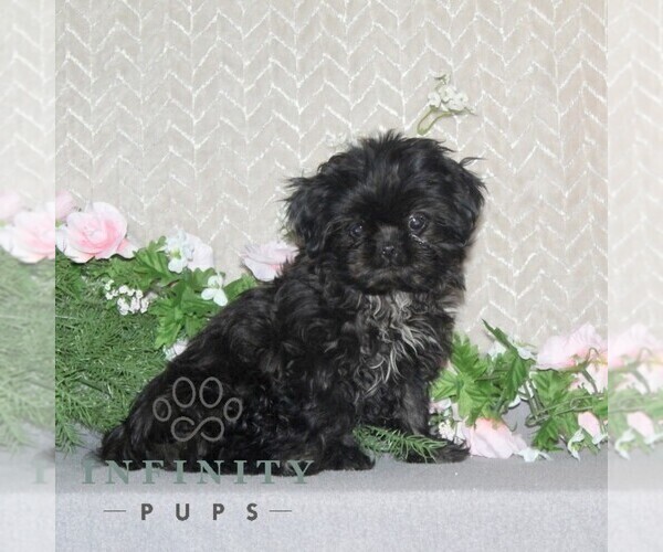 Medium Photo #2 Shih Tzu Puppy For Sale in RISING SUN, MD, USA