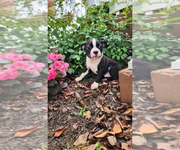 Medium Photo #6 Boston Terrier Puppy For Sale in GREENWOOD, WI, USA