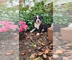 Small #5 Boston Terrier