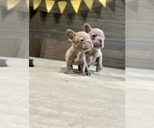Medium Photo #5 French Bulldog Puppy For Sale in EASTVALE, CA, USA