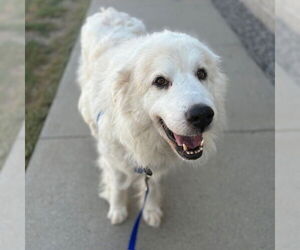 Great Pyrenees Dogs for adoption in Boston, MA, USA