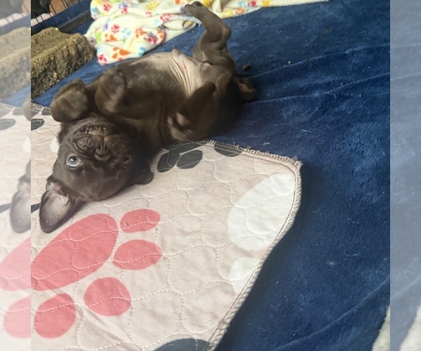 Medium Photo #4 Pug Puppy For Sale in BLOOMINGTON, IL, USA