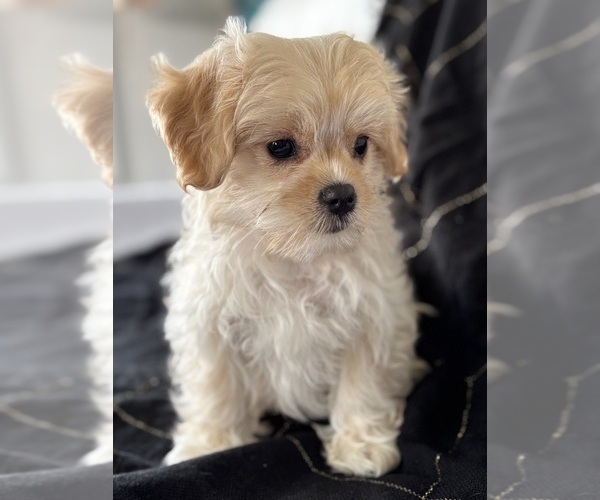 Medium Photo #3 Cav-A-Malt Puppy For Sale in ROCK STREAM, NY, USA