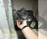 Small Photo #1 Chihuahua Puppy For Sale in San Antonio, TX, USA