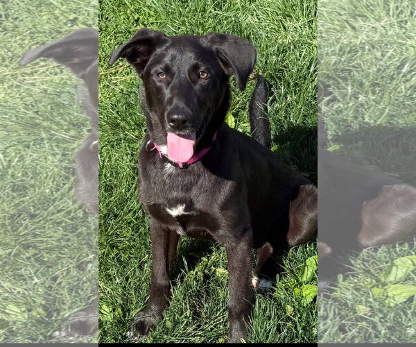 Medium Photo #4 Borador Puppy For Sale in MECHANICSBURG, PA, USA