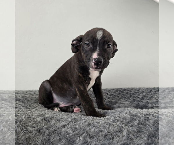 Medium Photo #2 American Pit Bull Terrier Puppy For Sale in MIDWAY, UT, USA