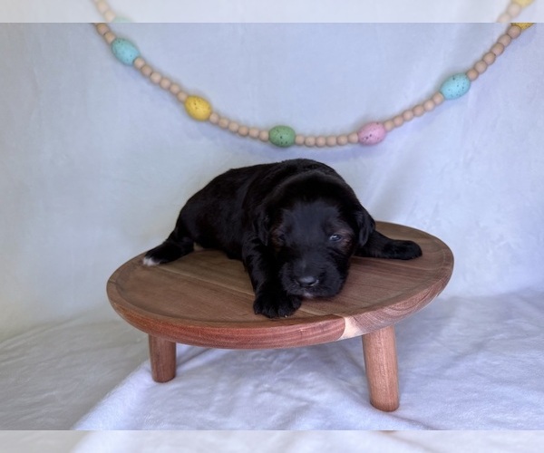 Medium Photo #10 Goldendoodle (Miniature) Puppy For Sale in OWENSVILLE, IN, USA