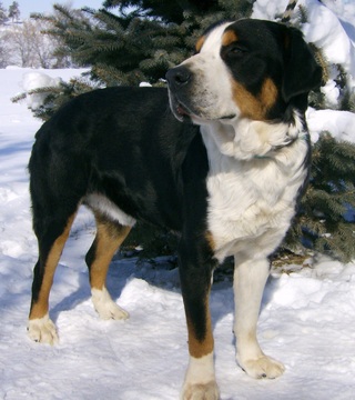 Medium Photo #1 Bernese Mountain Dog Puppy For Sale in RIVERSIDE, IA, USA