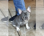 Puppy Devo French Bulldog
