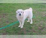 Small Photo #12 Anatolian Shepherd-Great Pyrenees Mix Puppy For Sale in FRANKLIN, GA, USA