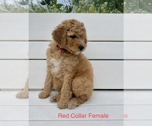 Goldendoodle (Miniature) Puppy for sale in PRICE, UT, USA