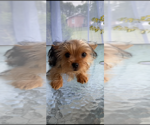 Yorkshire Terrier Puppy for sale in BETHLEHEM, GA, USA