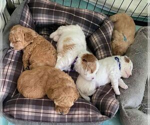 Cavapoo Puppy for sale in NEW ALBANY, IN, USA