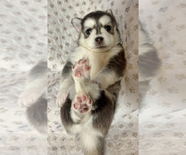 Medium Photo #34 Pomsky Puppy For Sale in NASHUA, NH, USA