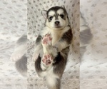 Small #3 Pomsky