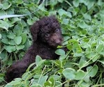 Puppy Puppy 5 Bernedoodle