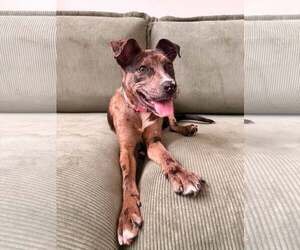 Mutt Dogs for adoption in Woodbury, NY, USA