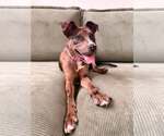Small Mutt