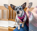 Small #3 Chihuahua Mix