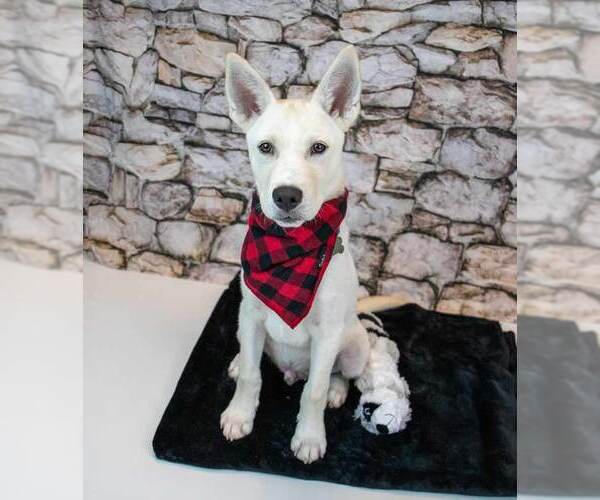 Medium Photo #3 Huskies -Unknown Mix Puppy For Sale in Kennesaw, GA, USA