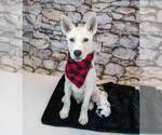 Small #2 Huskies  Mix