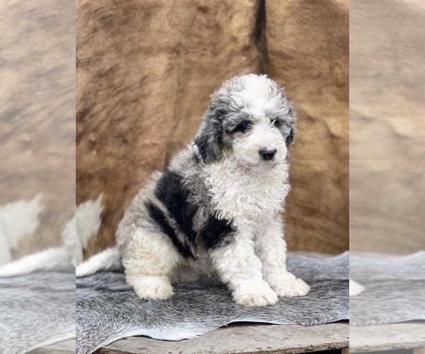 Medium Photo #8 F2 Aussiedoodle Puppy For Sale in WESLEY CHAPEL, FL, USA