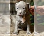 Small Photo #2 American Bully Puppy For Sale in PHILA, PA, USA