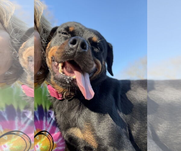 Medium Photo #4 Rottweiler Puppy For Sale in Mooresville, NC, USA