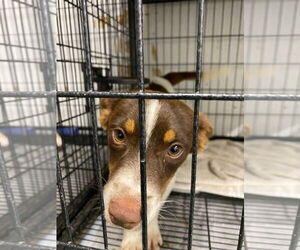 Jack Russell Terrier-Unknown Mix Dogs for adoption in GILBERTS, IL, USA