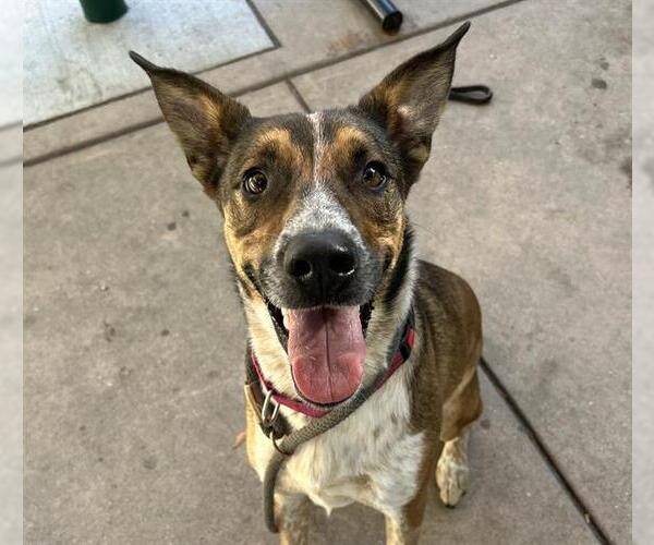 Medium Photo #1 Mutt Puppy For Sale in Martinez, CA, USA