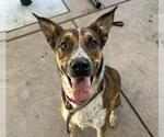 PETE - Male Mutt Dog for Adoption - Small photo