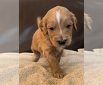 Puppy Harry Goldendoodle