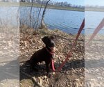 Small #2 American Pit Bull Terrier-Labrador Retriever Mix