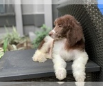 Small Photo #6 Poodle (Standard) Puppy For Sale in HOUSTON, TX, USA