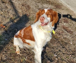 Brittany Puppy for sale in LAWRENCE, KS, USA