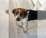 Small #3 Beagle Mix