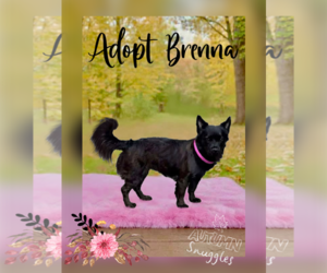 Colonial Cocker Spaniel Dogs for adoption in Menifee, CA, USA