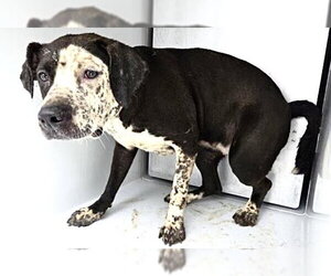 Labrador Retriever-Unknown Mix Dogs for adoption in Houston, TX, USA