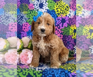 Goldendoodle (Miniature) Puppy for sale in QUARRYVILLE, PA, USA