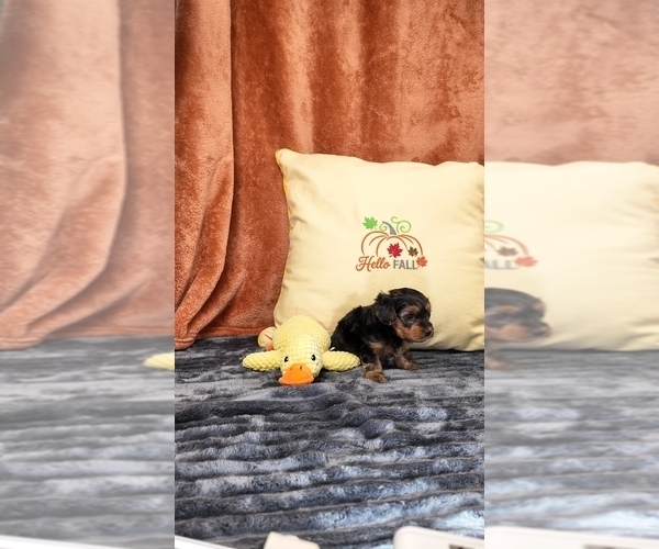 Medium Photo #16 Yorkipoo Puppy For Sale in FENTON, MI, USA