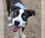 Small Labrador Retriever Mix